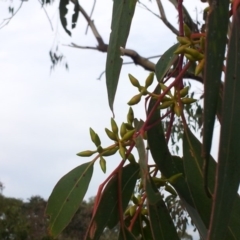 Eucalyptus blakelyi at Little Taylor Grassland (LTG) - 1 May 2017 09:16 AM