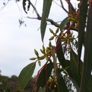 Eucalyptus blakelyi at Kambah, ACT - 1 May 2017