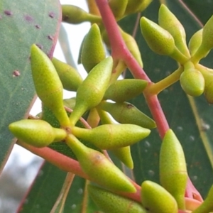 Eucalyptus blakelyi at Little Taylor Grassland (LTG) - 1 May 2017 09:16 AM