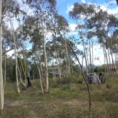 Eucalyptus mannifera (Brittle Gum) at Little Taylor Grasslands - 30 Apr 2017 by RosemaryRoth