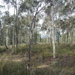 Eucalyptus mannifera at Little Taylor Grasslands - 1 May 2017