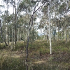 Eucalyptus mannifera at Little Taylor Grasslands - 1 May 2017 09:39 AM