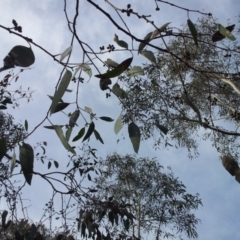 Eucalyptus mannifera at Kambah, ACT - 1 May 2017