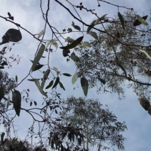 Eucalyptus mannifera at Little Taylor Grasslands - 1 May 2017