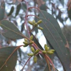 Eucalyptus mannifera at Little Taylor Grasslands - 1 May 2017 09:39 AM