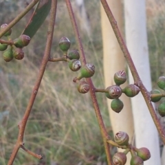 Eucalyptus mannifera at Little Taylor Grasslands - 1 May 2017