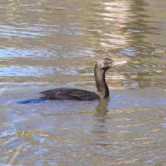 Phalacrocorax sulcirostris (Little Black Cormorant) at Conder Ponds & stormwater drain - 30 Apr 2017 by MatthewFrawley