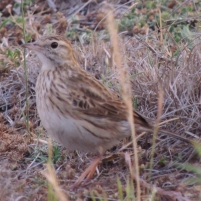 Anthus australis (Australian Pipit) at Paddys River, ACT - 1 Dec 2014 by michaelb