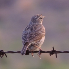 Anthus australis at Paddys River, ACT - 1 Dec 2014 08:24 PM