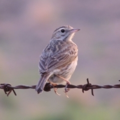 Anthus australis at Paddys River, ACT - 1 Dec 2014 08:24 PM