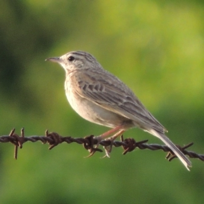 Anthus australis (Australian Pipit) at Pine Island to Point Hut - 9 Nov 2014 by michaelb