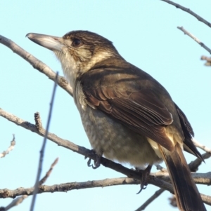 Cracticus torquatus at Molonglo River Reserve - 30 Apr 2017