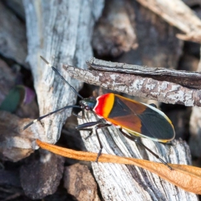Dindymus versicolor (Harlequin Bug) at Sth Tablelands Ecosystem Park - 1 May 2017 by SMOT