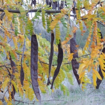 Gleditsia triacanthos (Honey Locust, Thorny Locust) at Molonglo River Reserve - 30 Apr 2017 by michaelb