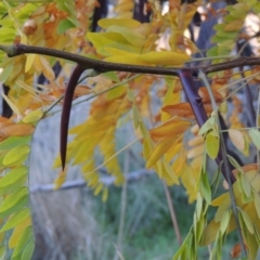 Gleditsia triacanthos at Coombs, ACT - 30 Apr 2017