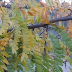 Gleditsia triacanthos at Coombs, ACT - 30 Apr 2017