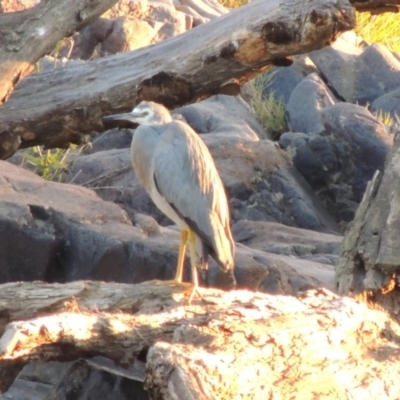 Egretta novaehollandiae (White-faced Heron) at Coombs, ACT - 30 Apr 2017 by michaelb