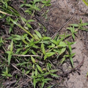 Persicaria prostrata at Molonglo River Reserve - 30 Apr 2017