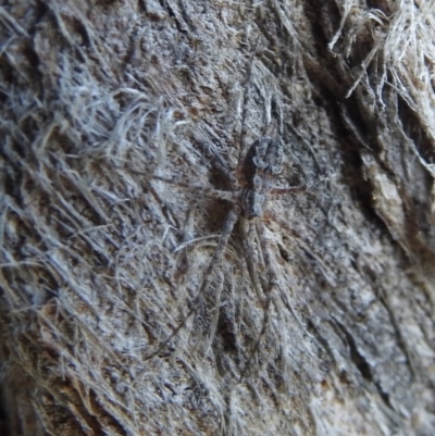 Tamopsis sp. (genus) (Two-tailed spider) at Braidwood, NSW - 29 Apr 2017 by Qwerty