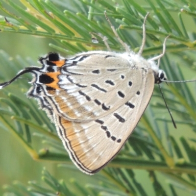 Jalmenus ictinus (Stencilled Hairstreak) at Pine Island to Point Hut - 19 Feb 2015 by MichaelBedingfield