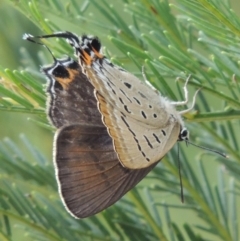 Jalmenus ictinus at Greenway, ACT - 19 Feb 2015