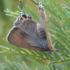 Jalmenus ictinus at Greenway, ACT - 19 Feb 2015