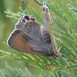 Jalmenus ictinus at Greenway, ACT - 19 Feb 2015