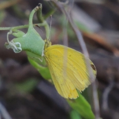 Eurema smilax (Small Grass-yellow) at Gigerline Nature Reserve - 28 Dec 2016 by michaelb