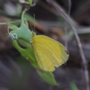 Eurema smilax at Tennent, ACT - 28 Dec 2016 07:16 PM