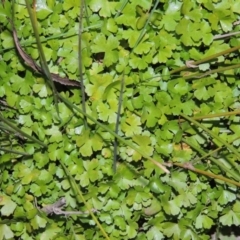 Hydrocotyle tripartita (Pennywort) at Coombs, ACT - 30 Apr 2017 by MichaelBedingfield