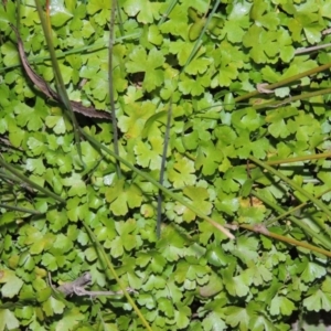 Hydrocotyle tripartita at Molonglo River Reserve - 30 Apr 2017