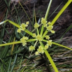 Cyperus eragrostis (Umbrella Sedge) at Coombs, ACT - 30 Apr 2017 by MichaelBedingfield