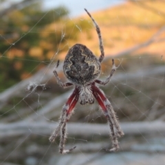 Hortophora transmarina (Garden Orb Weaver) at Coombs, ACT - 30 Apr 2017 by MichaelBedingfield