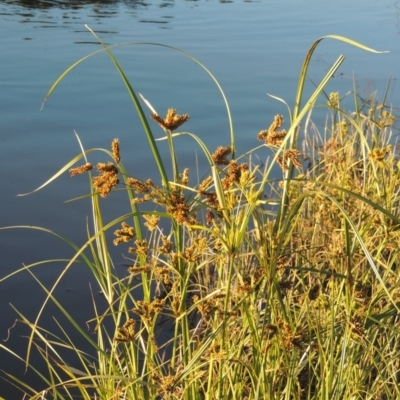 Cyperus exaltatus (Tall Flat-sedge, Giant Sedge) at Molonglo River Reserve - 30 Apr 2017 by michaelb