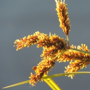 Cyperus exaltatus at Molonglo River Reserve - 30 Apr 2017