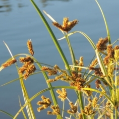 Cyperus exaltatus at Coombs, ACT - 30 Apr 2017 06:18 PM