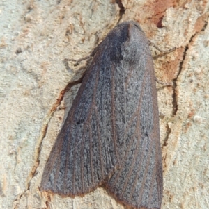 Paralaea porphyrinaria at Conder, ACT - 11 May 2016