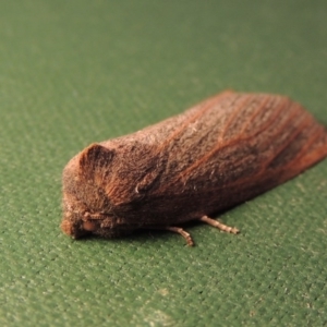 Paralaea porphyrinaria at Conder, ACT - 11 May 2016