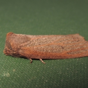 Paralaea porphyrinaria at Conder, ACT - 11 May 2016