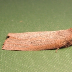 Paralaea porphyrinaria at Conder, ACT - 11 May 2016