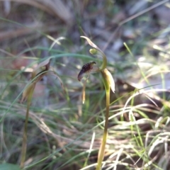 Chiloglottis reflexa (Short-clubbed Wasp Orchid) at Acton, ACT - 3 May 2017 by MattM