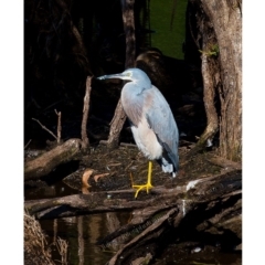 Egretta novaehollandiae (White-faced Heron) at Millingandi, NSW - 3 May 2017 by JulesPhotographer