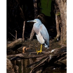 Egretta novaehollandiae at Millingandi, NSW - 3 May 2017