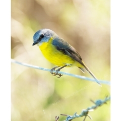 Eopsaltria australis (Eastern Yellow Robin) at Millingandi, NSW - 30 Apr 2017 by JulesPhotographer