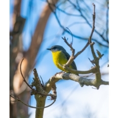 Eopsaltria australis (Eastern Yellow Robin) at Panboola - 28 Apr 2017 by JulesPhotographer