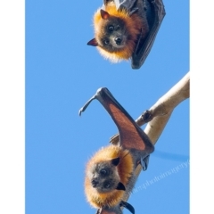 Pteropus poliocephalus (Grey-headed Flying-fox) at Pambula, NSW - 29 Apr 2017 by JulesPhotographer