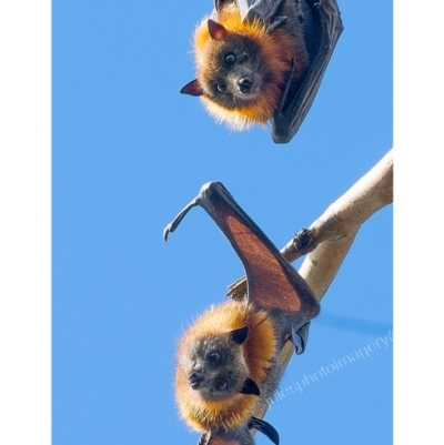 Pteropus poliocephalus (Grey-headed Flying-fox) at Panboola - 28 Apr 2017 by JulesPhotographer