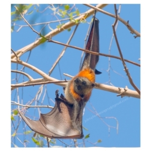 Pteropus poliocephalus at Pambula, NSW - 29 Apr 2017