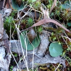 Corysanthes hispida (Bristly Helmet Orchid) at Acton, ACT - 3 May 2017 by MattM