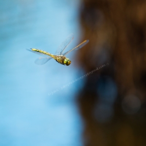 Anax papuensis at Millingandi, NSW - 22 Mar 2017 05:04 AM